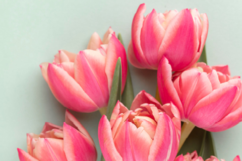 Schmuckbild Blumen 